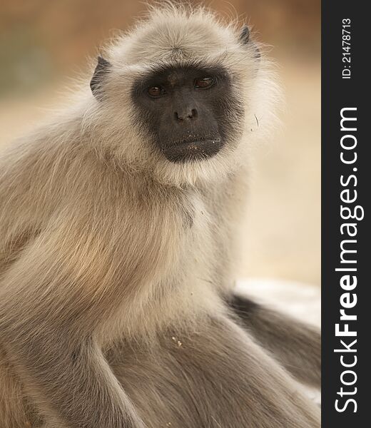 The gray langur in Jaigarh Fort - Jaipur, India