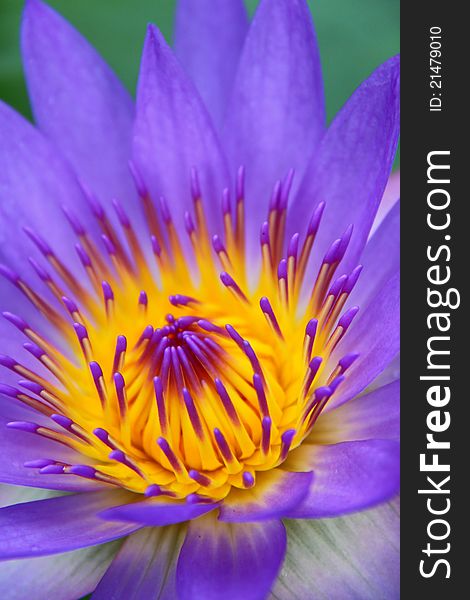 Colorful purple water lily in macro shot