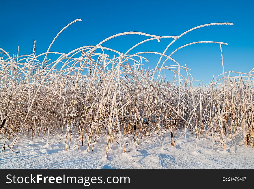 Reed In Frost