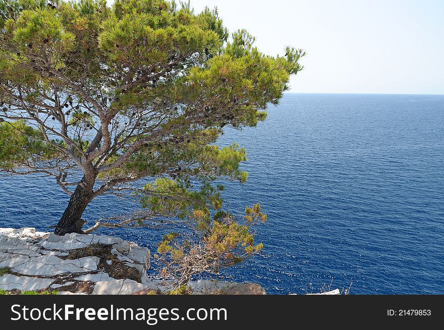 Pine tree at the Dugi Otok cliffs, National Park Kornati, Croatia. Pine tree at the Dugi Otok cliffs, National Park Kornati, Croatia