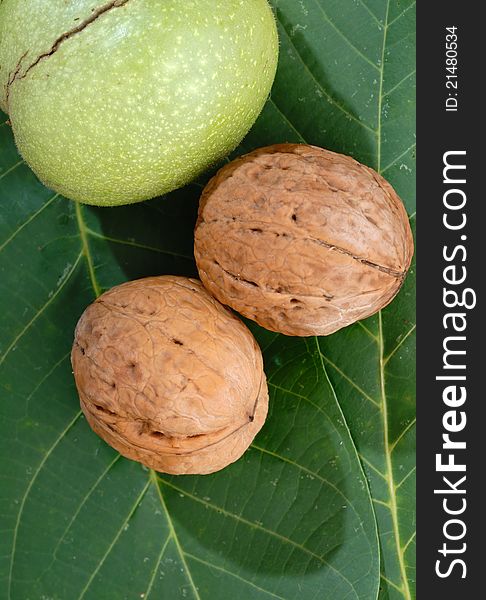 Series of organic and fresh the walnuts