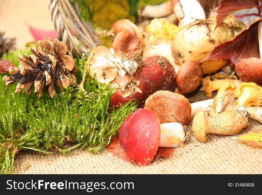 Autumn composition: some color mushrooms