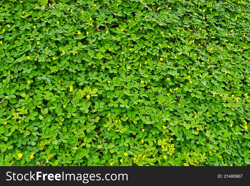 Brazil Nut Leaves And Flower