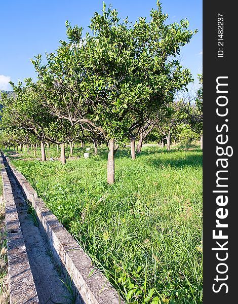 Tangerine garden and empty irrigation canal in Sicily. Tangerine garden and empty irrigation canal in Sicily