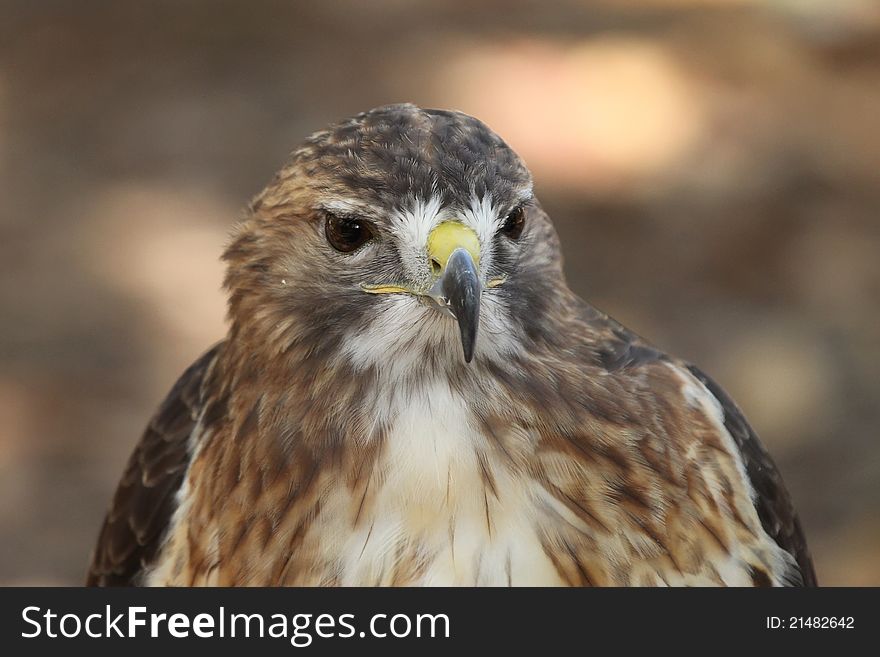 Red Shouldered Hawk