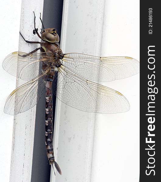Dragonfly - Genus Didymops