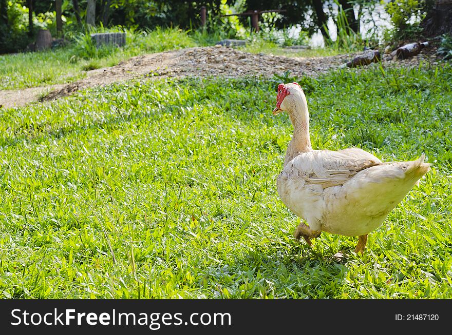 Ped theb is a Lao Duck from Vangvieng. Ped theb is a Lao Duck from Vangvieng