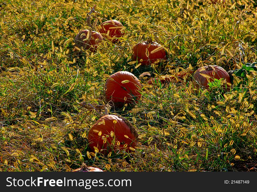 A collection of pumpkin gourds ready for harvest, Halloween and Thanksgiving. A collection of pumpkin gourds ready for harvest, Halloween and Thanksgiving.