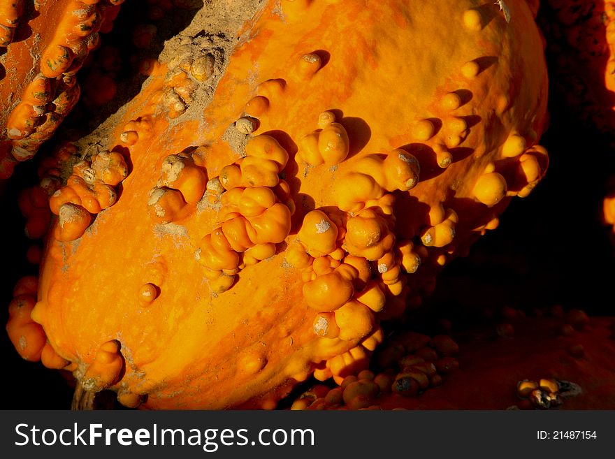 A collection of pumpkin gourds ready for harvest, Halloween and Thanksgiving. A collection of pumpkin gourds ready for harvest, Halloween and Thanksgiving.