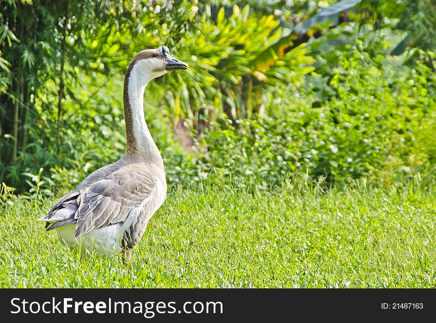 Thalat Goose is a goose from Vangvieng