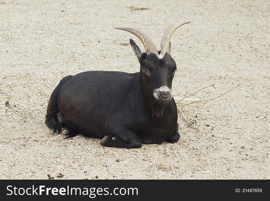 Black he-goat sitting on the ground in a zoo. Black he-goat sitting on the ground in a zoo