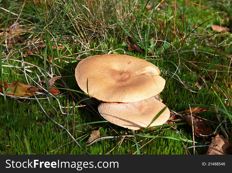 Two inedible mushrooms in nature