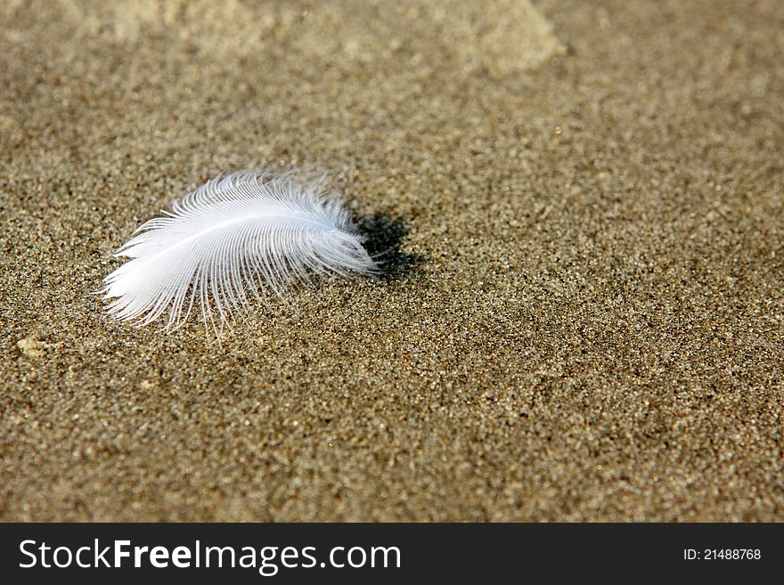 One light white feather on sand. One light white feather on sand