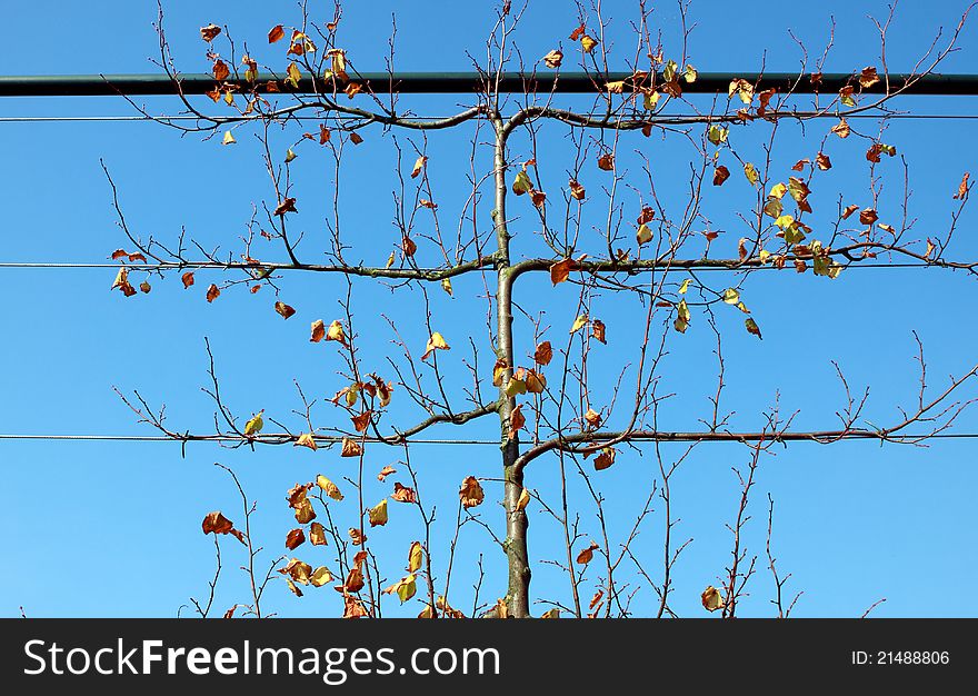 Untypical shape autumn tree over blue sky