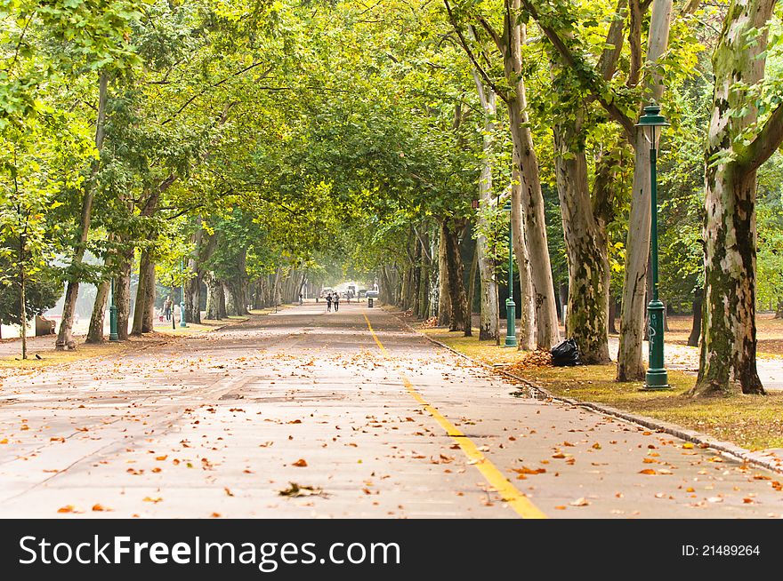 A Long Road In The Park