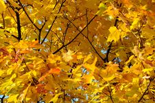 Close-up Golden Leaves Stock Image Close-up Golden Leaves Stock Image