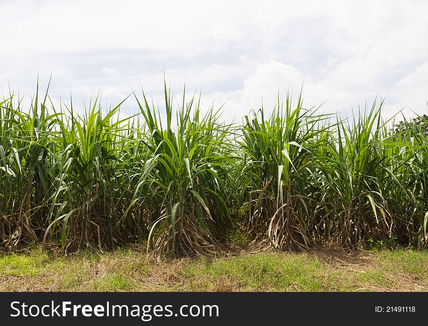 Sugar cane fields, culture tropical in Thailand