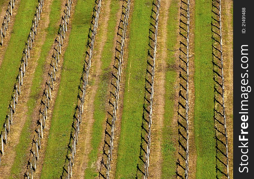 Italian Vineyard In Spring