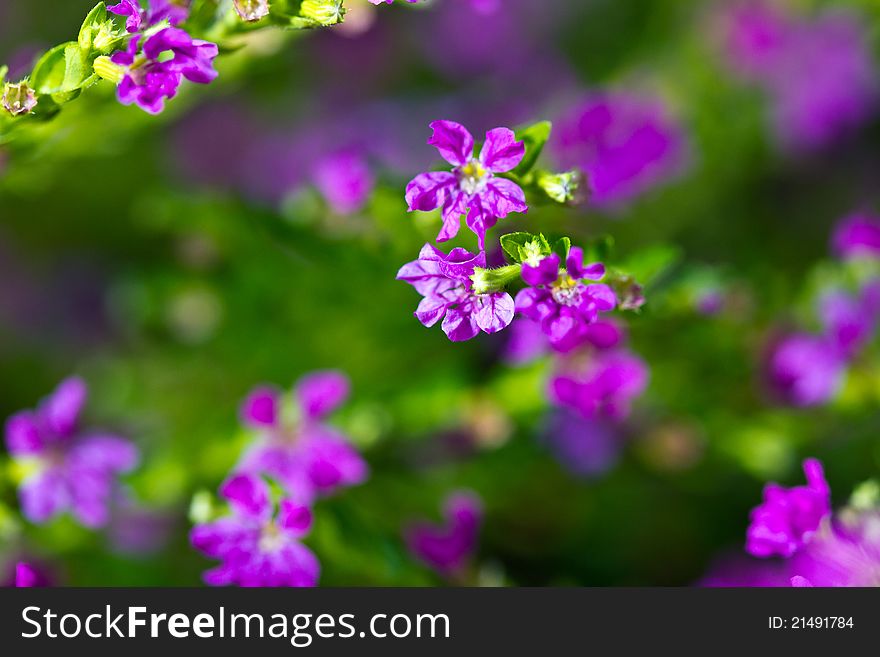 Purple And Green Background