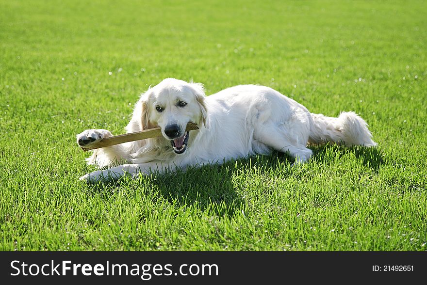 Dog golden retriever playing on grass. Dog golden retriever playing on grass
