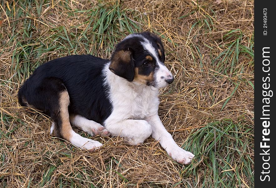 At the grass in the forest sits sad dog. At the grass in the forest sits sad dog