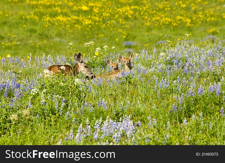 Mother Deer With Twin Fawns