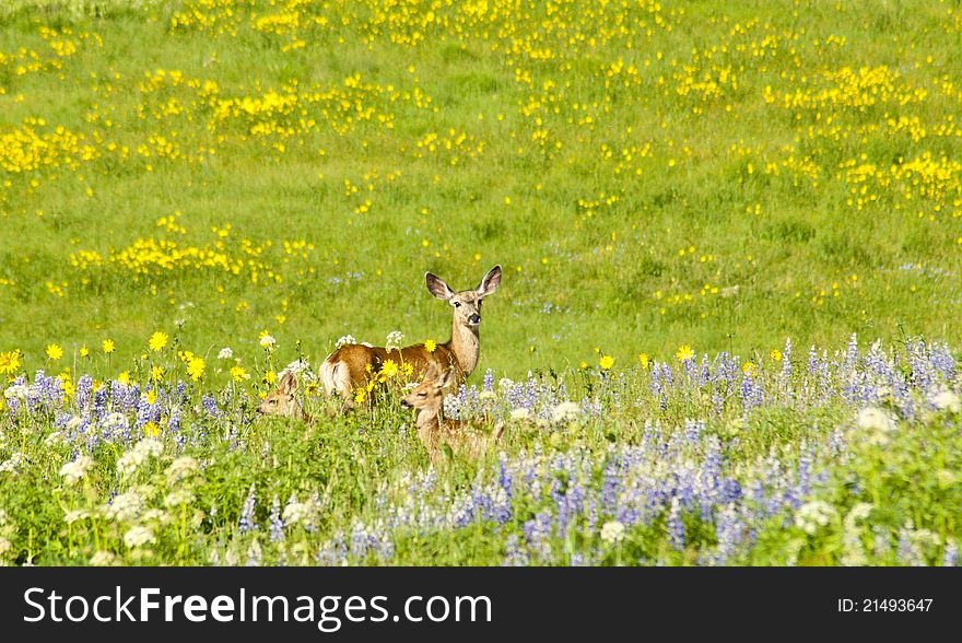 Mother deer with twins in field of wildflowers.