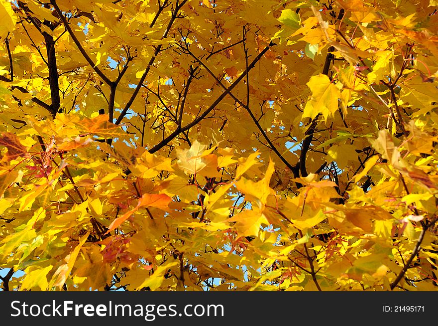 Close-up Golden Leaves