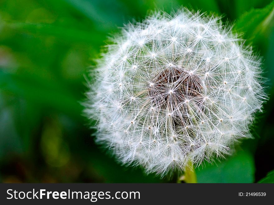 Dandelion white and fluffy on a green background. Dandelion white and fluffy on a green background