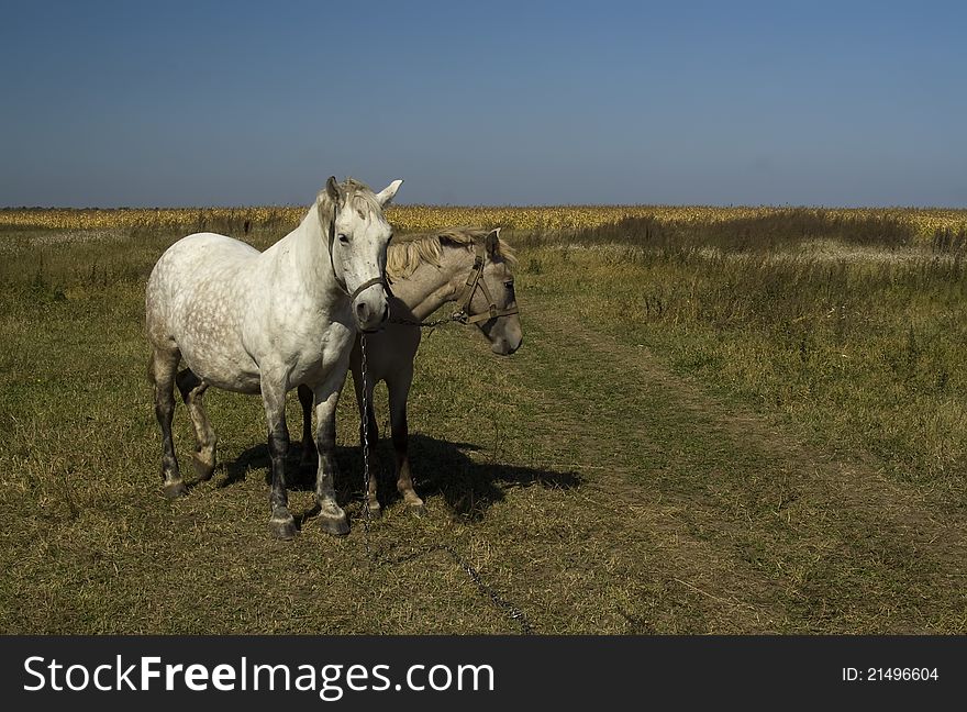 A horse and a foal on a pasture together. A horse and a foal on a pasture together