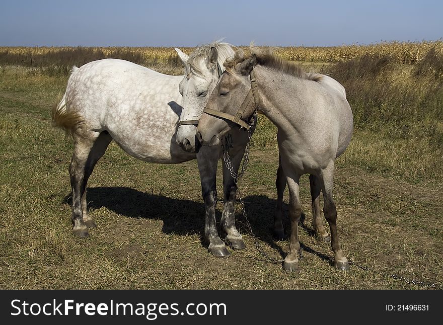 Feelings of a horse and a foal grazing on a pasture together. Feelings of a horse and a foal grazing on a pasture together