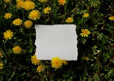 Photography White Paper Sheet Lies On The Grass Royalty Free Stock Photo