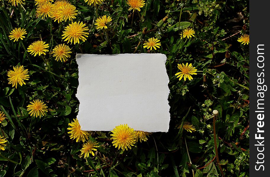 Color photography blank white notepaper sheet lies on the green grass with yellow dandelion flowers in the background. Color photography blank white notepaper sheet lies on the green grass with yellow dandelion flowers in the background