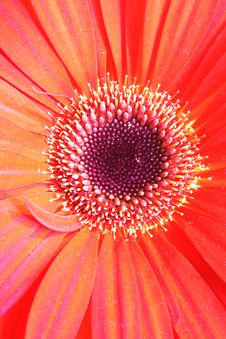 Red Flower Royalty Free Stock Photos Red Flower Royalty Free Stock Photos
