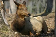 Lounging Elk Royalty Free Stock Image