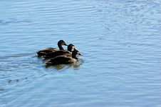 Three Ducks All In A Row Royalty Free Stock Images