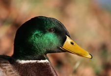 Portrait Of Duck Royalty Free Stock Photos
