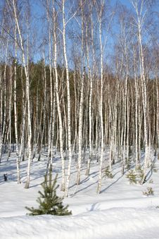 Birches Stock Images Birches Stock Images