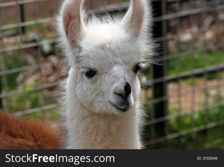 This is an alpaca living in a small zoo in South Carolina.