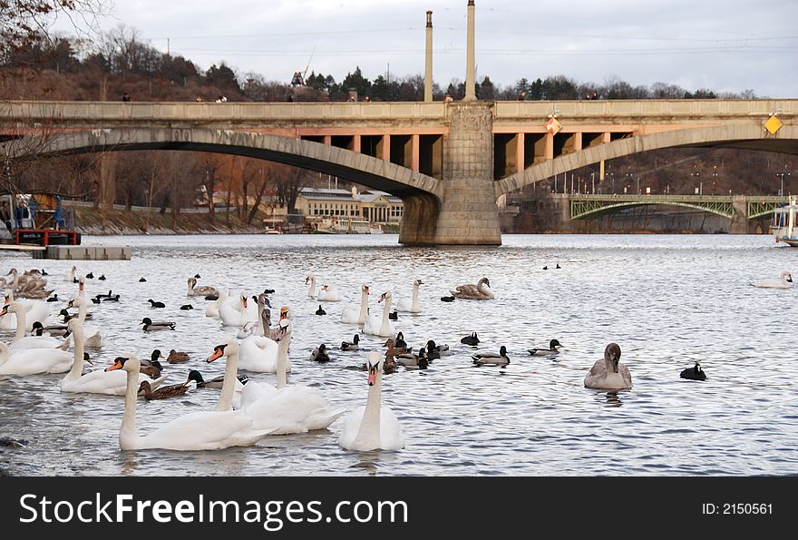 Swans on the river near Charle's bridge at Prague.
