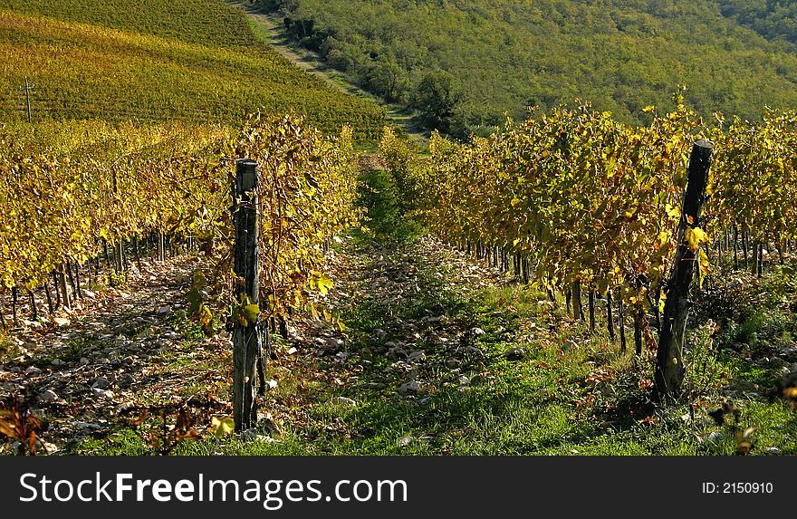 Close-up of a row of vines from a large vineyard, Chianti, Italy. Close-up of a row of vines from a large vineyard, Chianti, Italy.