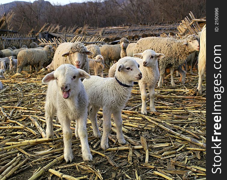 Lambs and sheep at a farm in spring. Lambs and sheep at a farm in spring