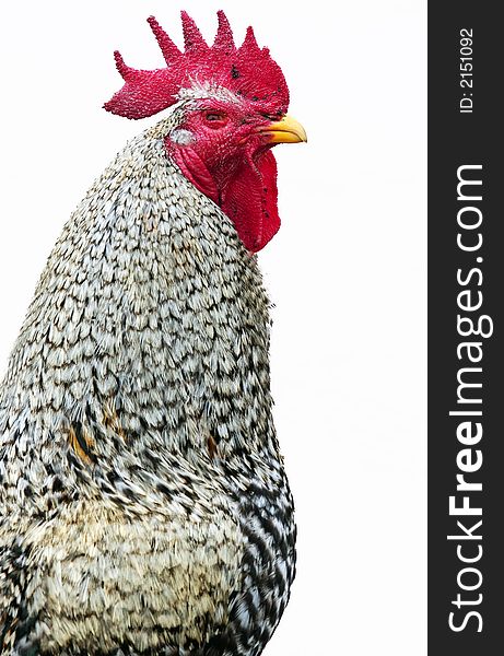 A red and grey rooster close up