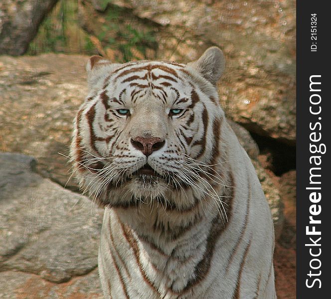This Siberian Tiger lives in a small South Carolina Zoo. He has been featured in several movies.