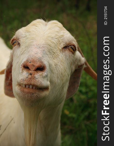 Smiling goat shows her teeth