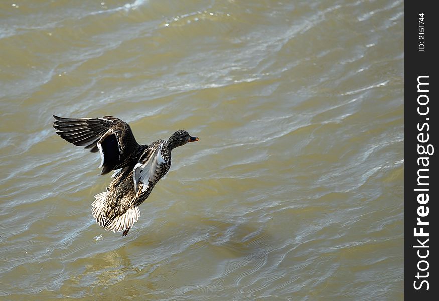 North american wild bird. Camera: NIKON D200, lens: Sigma 70-200 EX