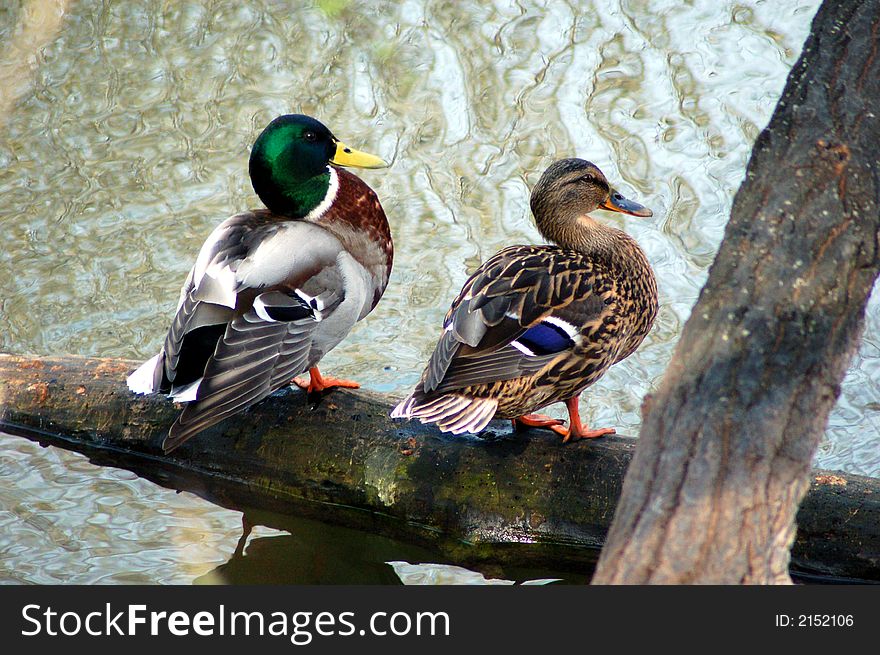 Ducks couple