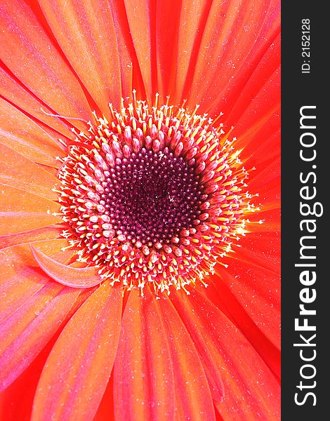 Red Flower Closeup, macro shot