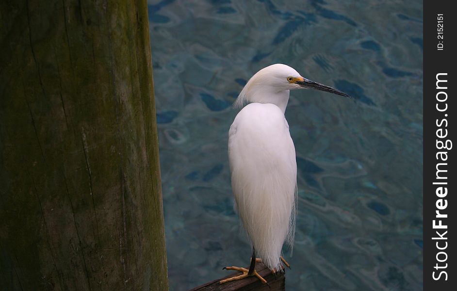 White egret on pier hunting for fish. White egret on pier hunting for fish