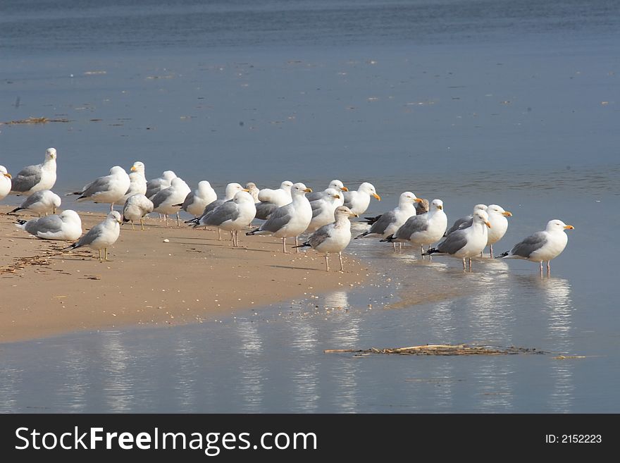 Seagulls lined up in a row. Seagulls lined up in a row